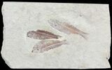 Fossil Fish (Gosiutichthys) Plate - Lake Gosiute #68416-1
